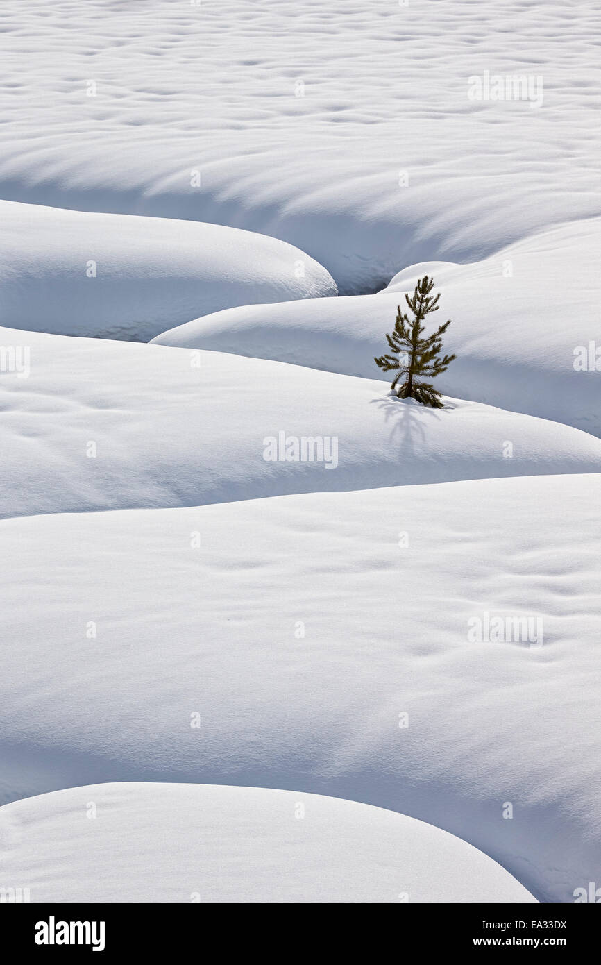 Einsamer immergrüner Baum im Schnee mit einem mäandernden Bach, Grand-Teton-Nationalpark, Wyoming, USA Stockfoto