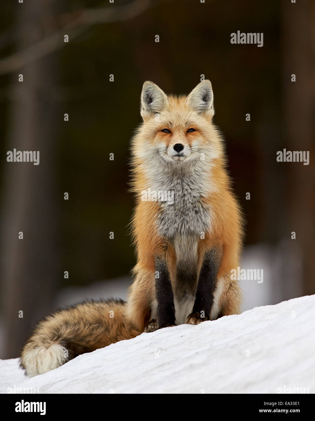 Rotfuchs (Vulpes Vulpes) (Vulpes Fulva) in den Schnee, Grand-Teton-Nationalpark, Wyoming, Vereinigte Staaten von Amerika, Nord Amerika Stockfoto