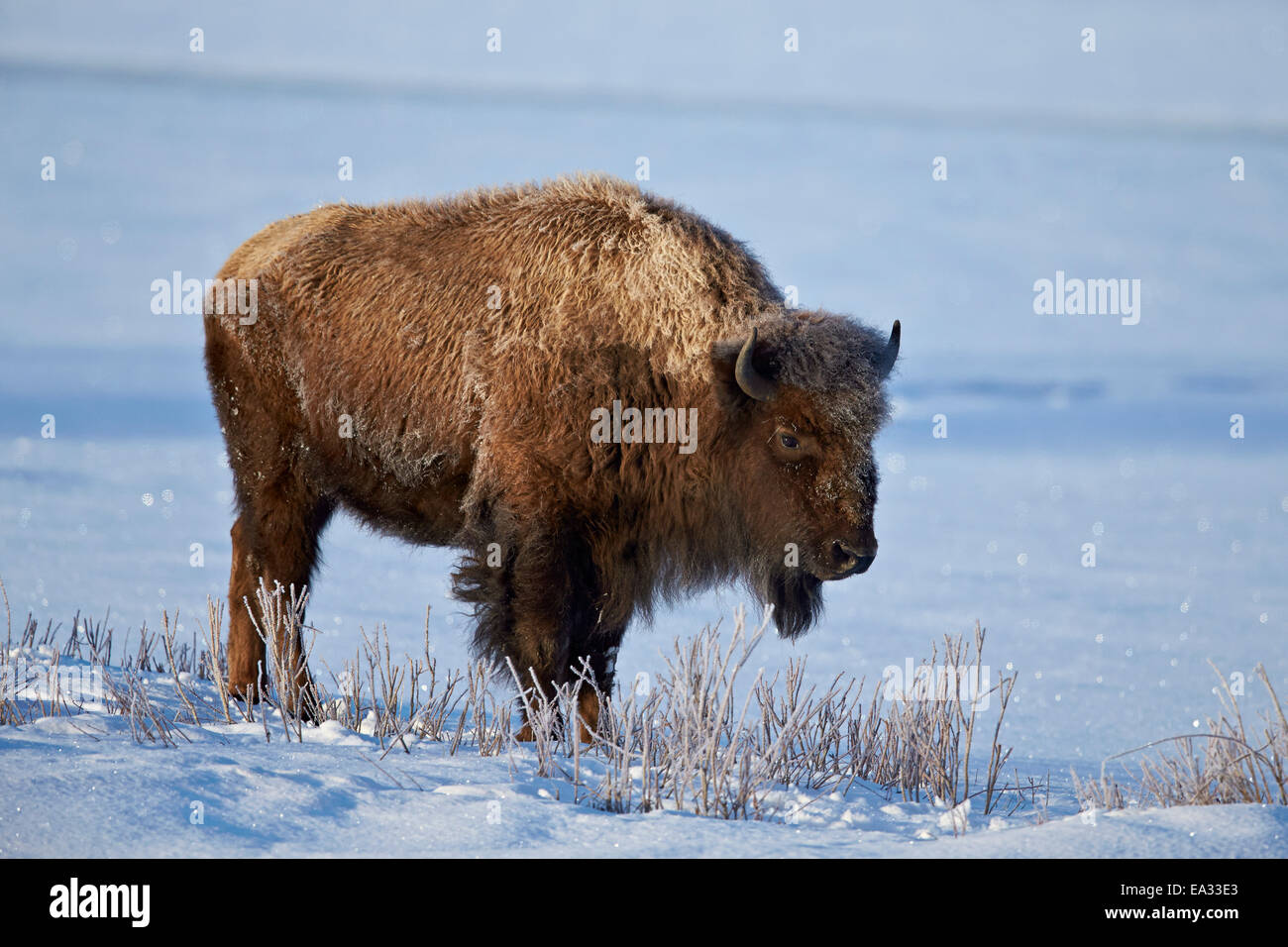 Bisons (Bison Bison) in den Schnee, Yellowstone-Nationalpark, Wyoming, Vereinigte Staaten von Amerika, Nord Amerika Stockfoto
