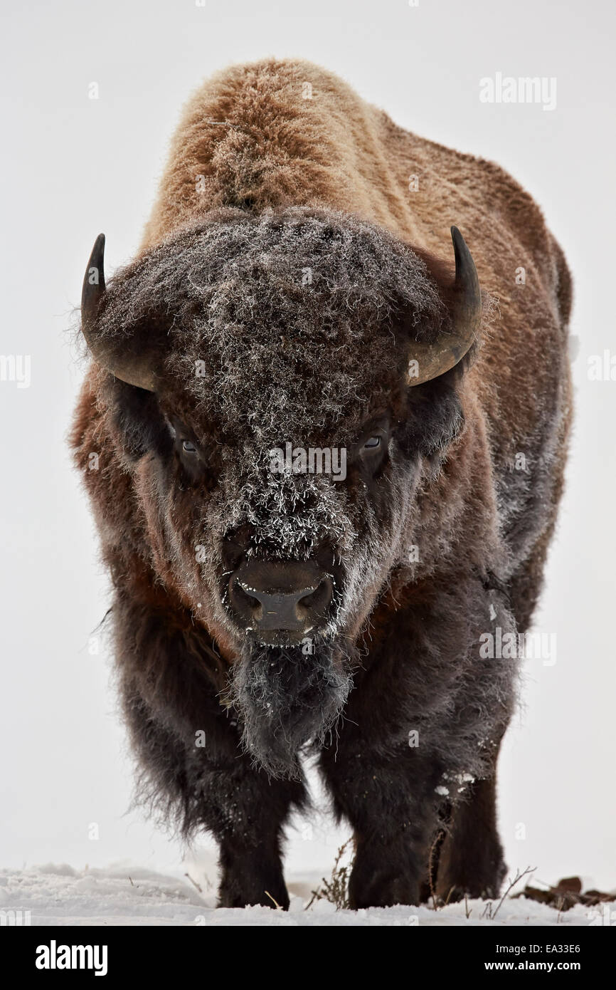 Bisons (Bison Bison) Bull bedeckt mit Frost im Winter, Yellowstone-Nationalpark, Wyoming, USA Stockfoto