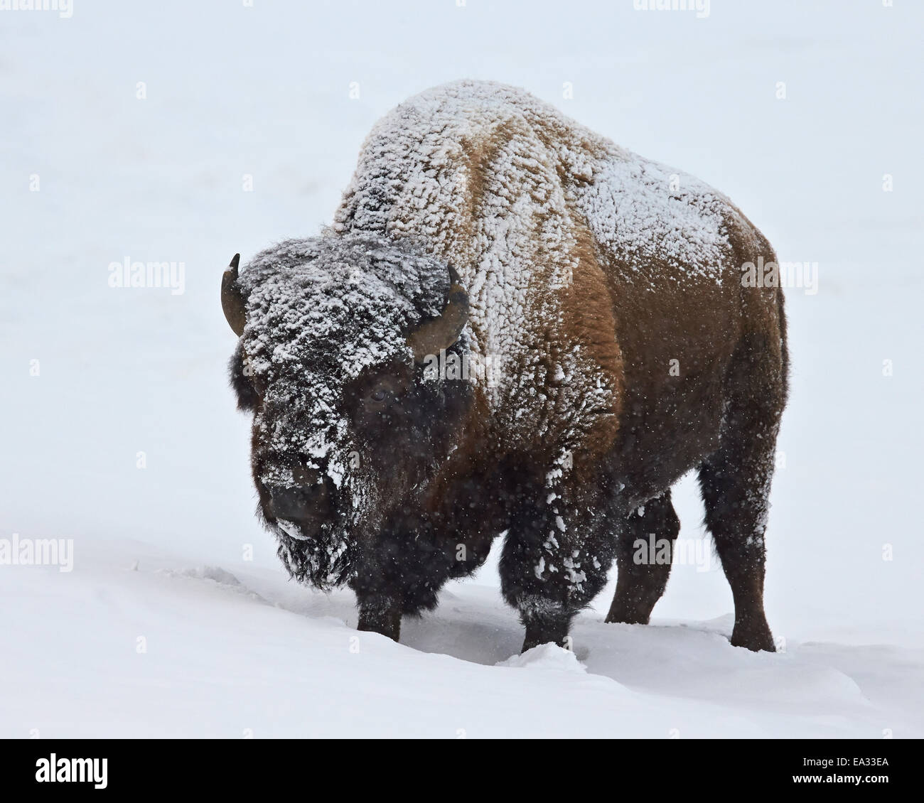 Bisons (Bison Bison) Bull bedeckt mit Schnee im Winter, Yellowstone-Nationalpark, Wyoming, USA Stockfoto