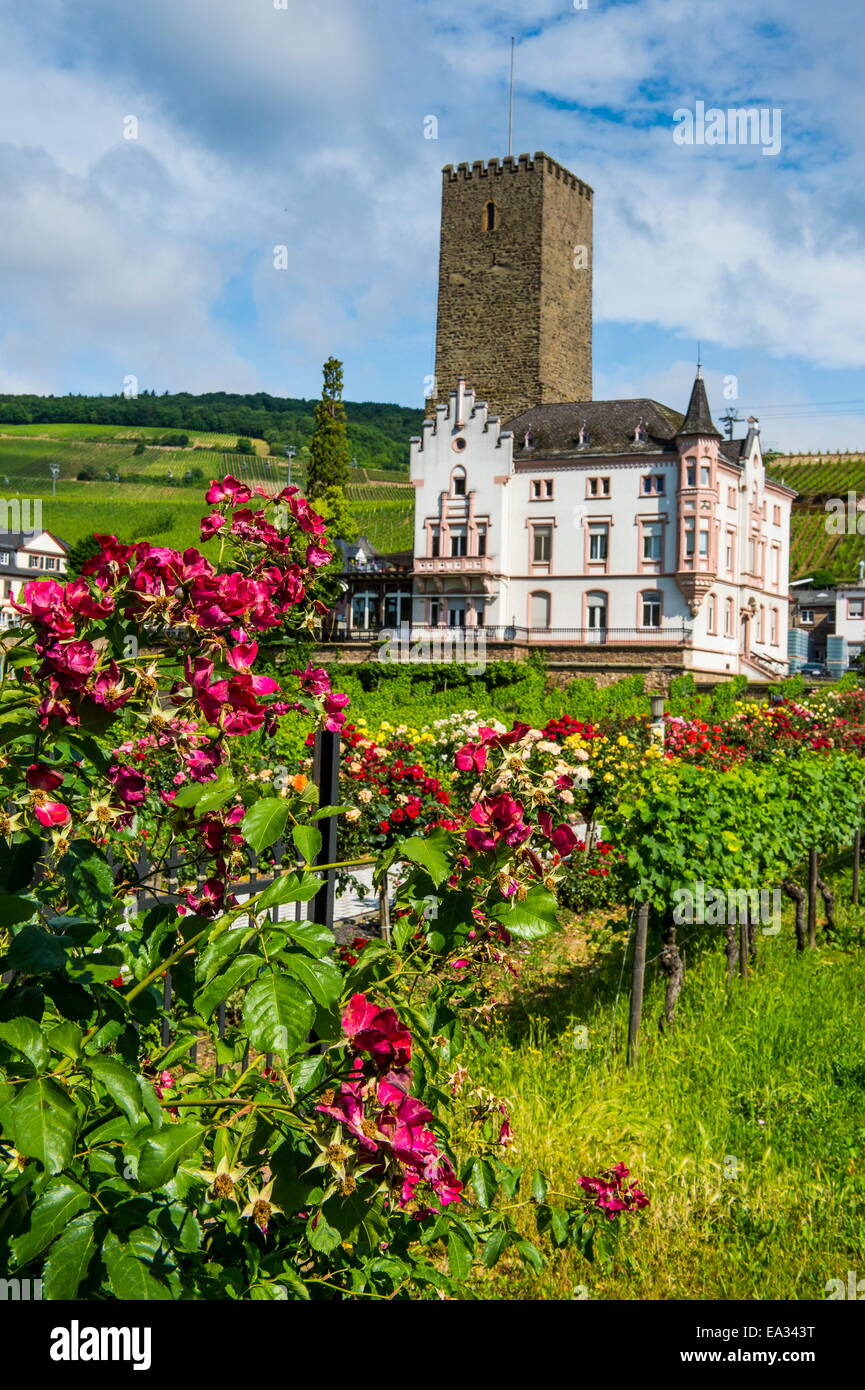 Weinberg vor der Bruemserburg in Rüdesheim (Rüdesheim) am Rhein, Rheinschlucht, der UNESCO, Hessen, Deutschland Stockfoto