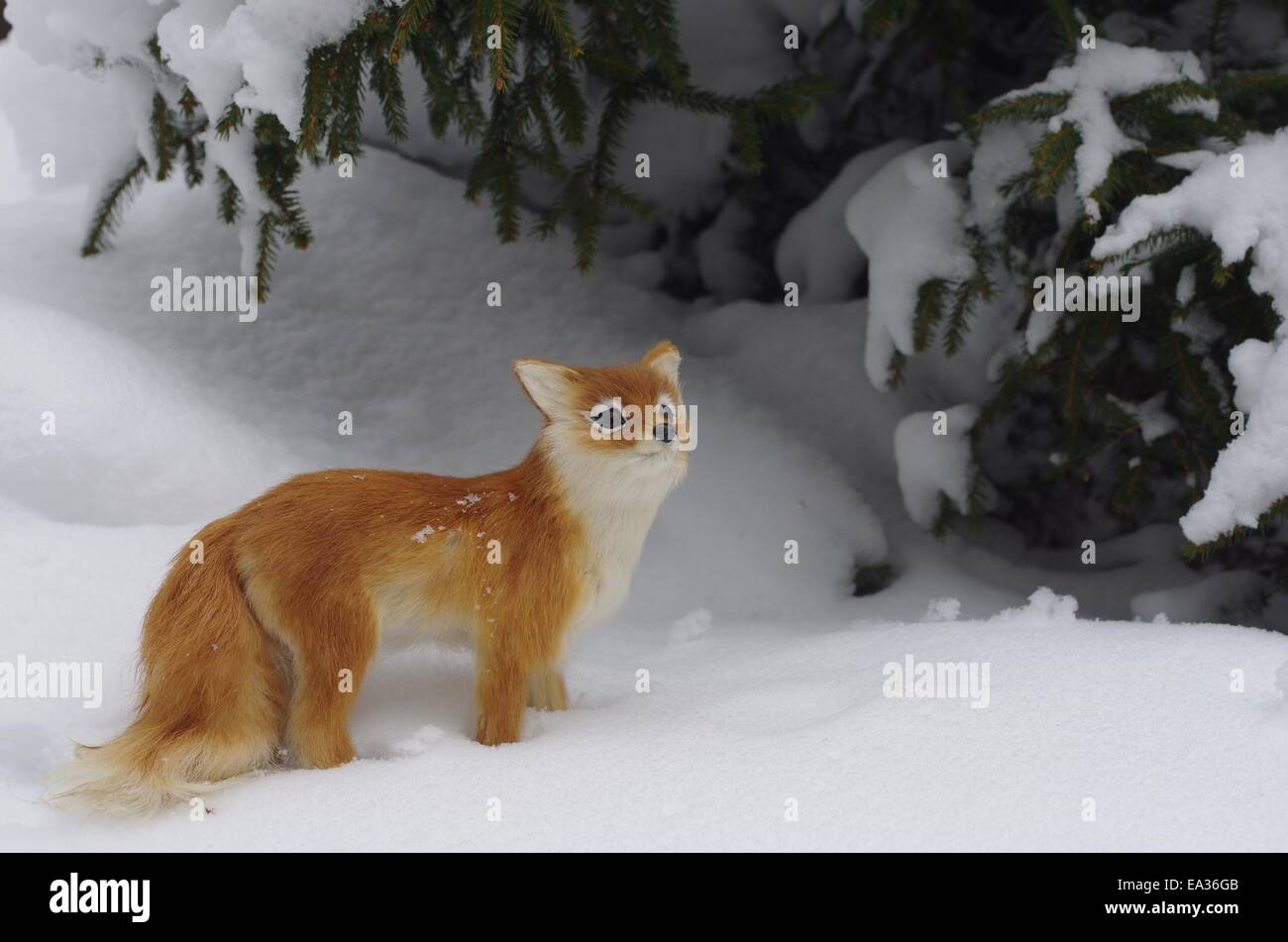 roter Fuchs auf Schnee Hintergrund Stockfoto