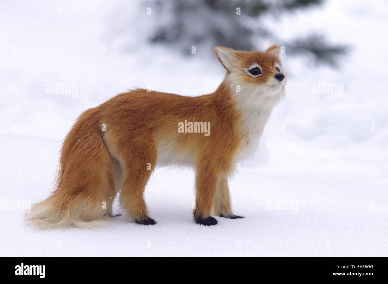 roter Fuchs auf Schnee Hintergrund Stockfoto