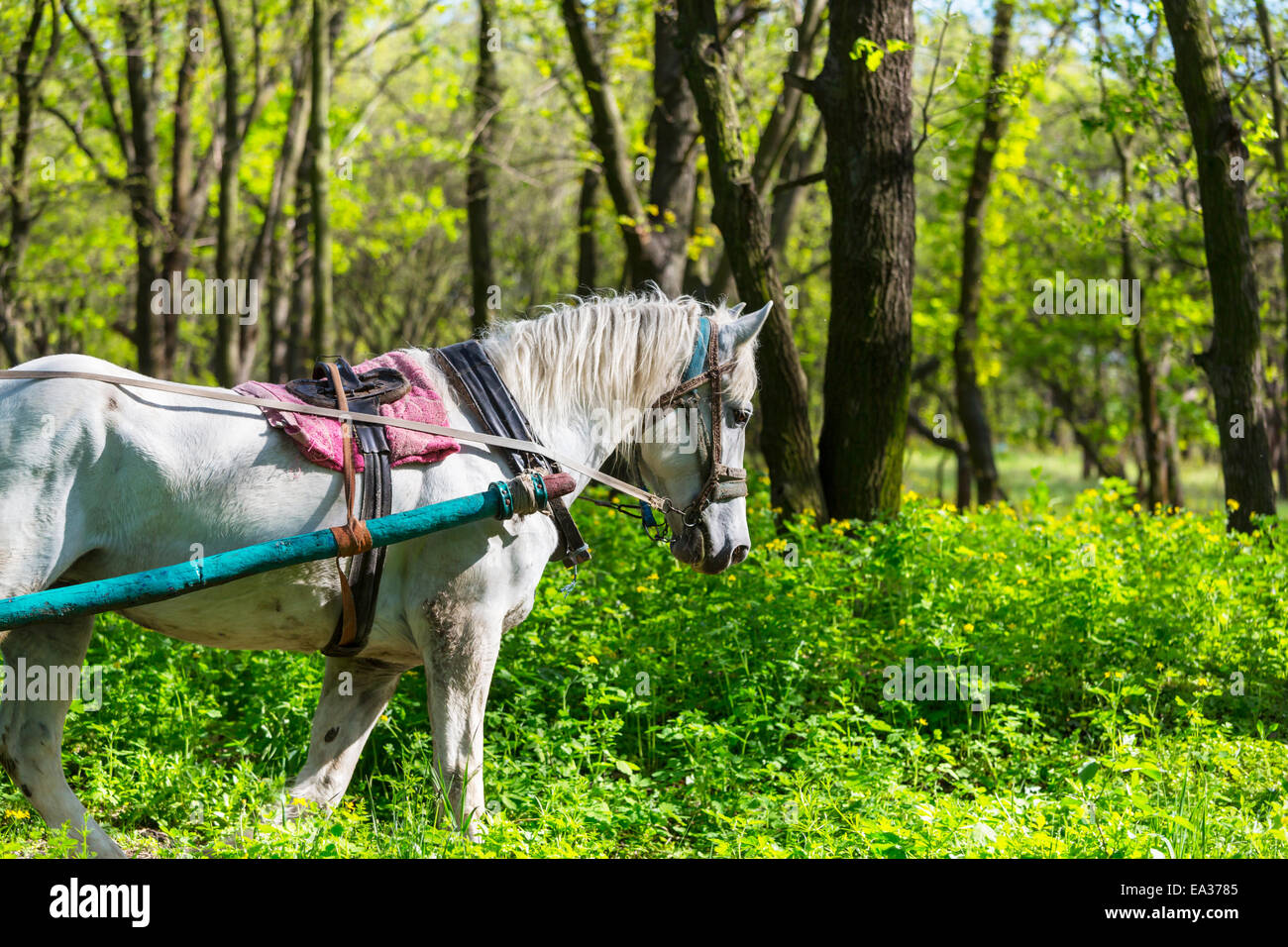 Pferd gezeichneten Wagen Stockfoto