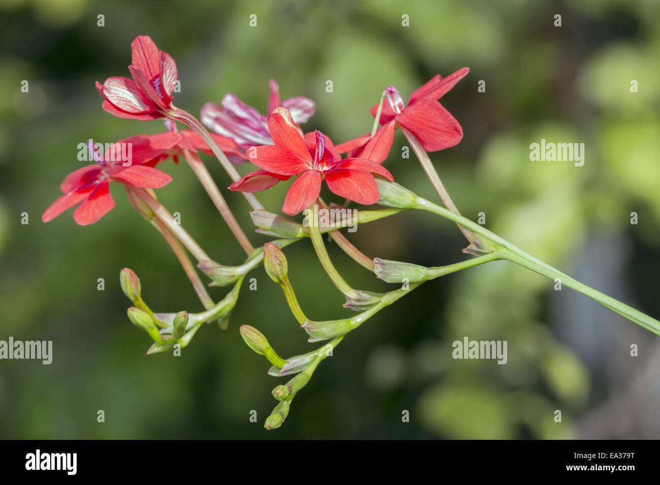 Anomatheca Stockfoto