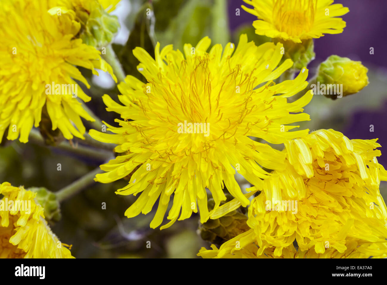 Dornige gaensedistel Fotos und Bildmaterial in hoher Auflösung Alamy
