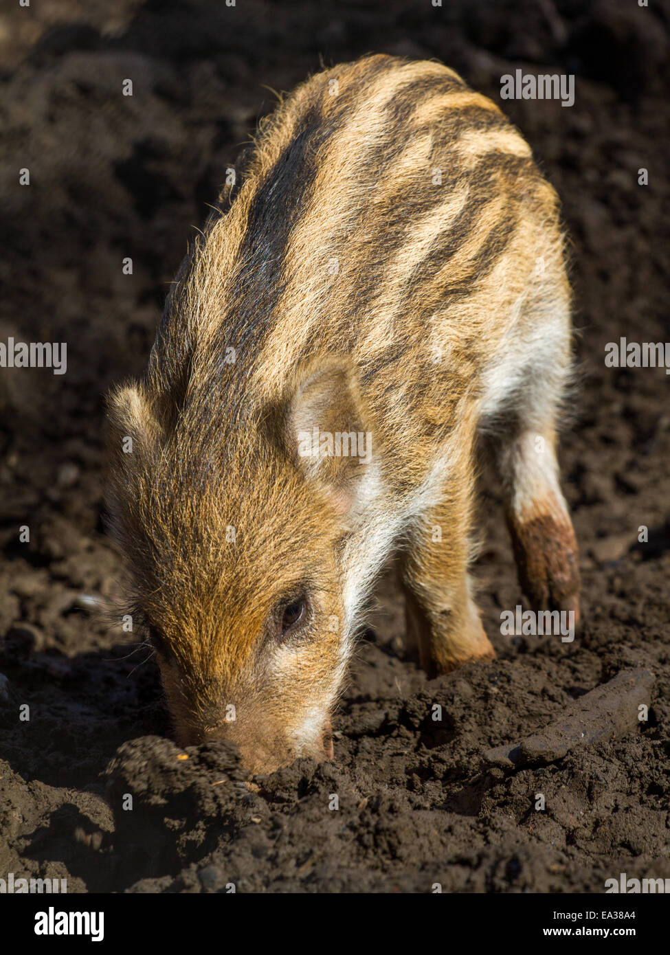 Ein junges Wildschwein Schwein Stockfoto