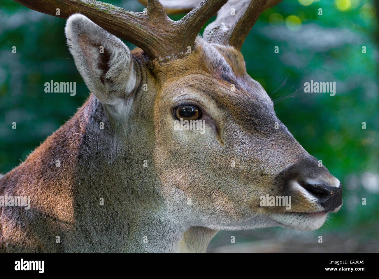 Männliche Hirsche hautnah Stockfoto