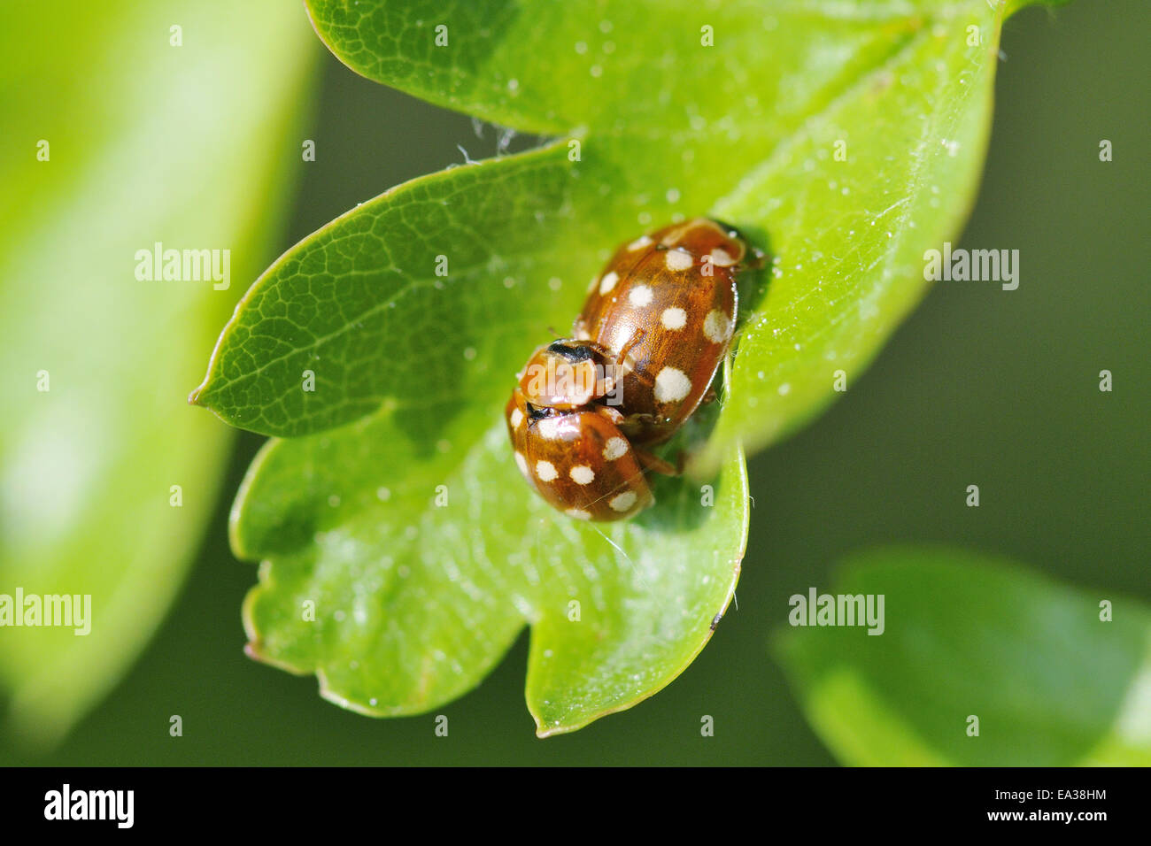 Creme-Spot ladybird Stockfoto