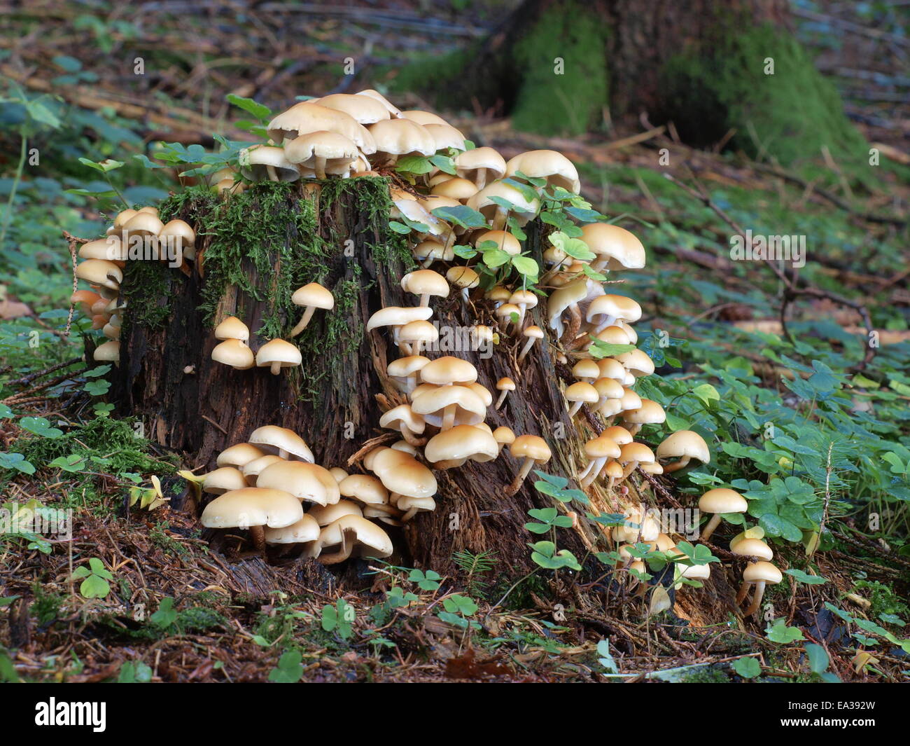 Nadelbaum Büschel, Grünblättriger capnoides Stockfoto