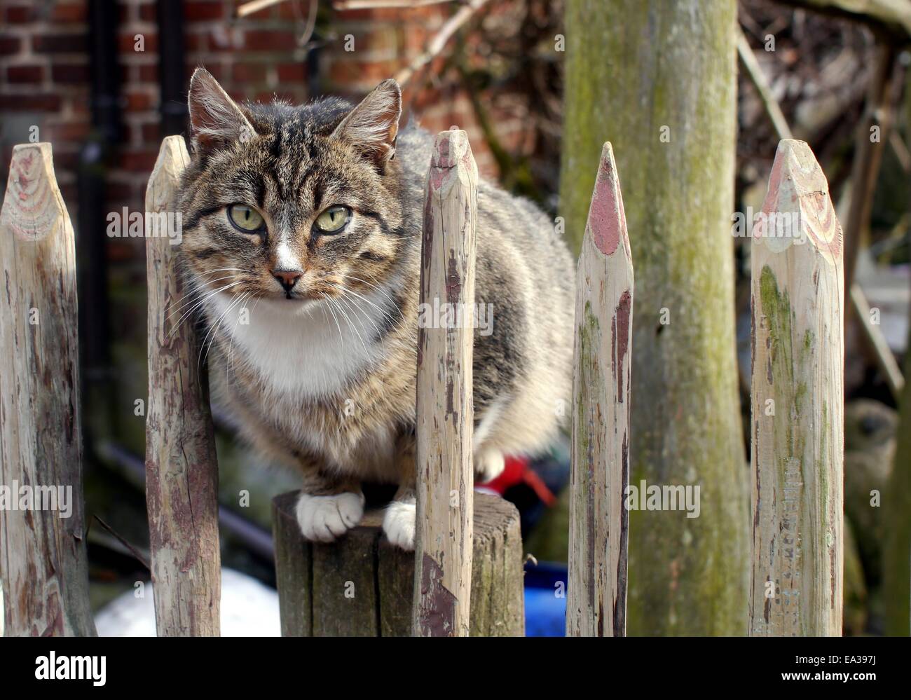 bräunlich Katze sitzt auf dem Zaun Stockfoto