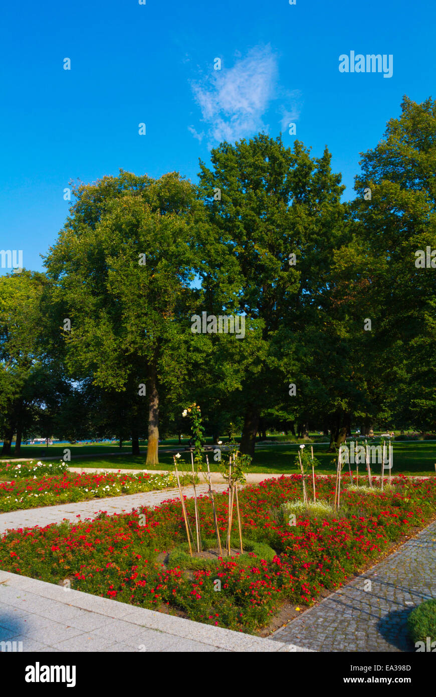 Rosengarten, Rose Garden, Treptower park, Bezirk Treptow, Berlin, Deutschland Stockfoto