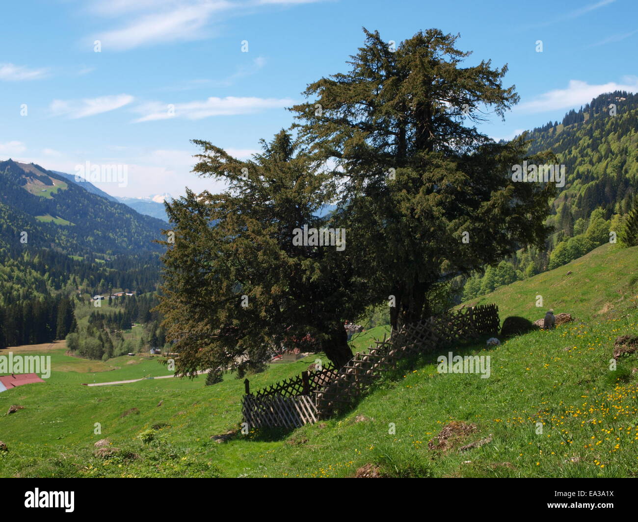 Deutschlands ltester Baum, Eibe von Balderschwang Stockfotografie - Alamy