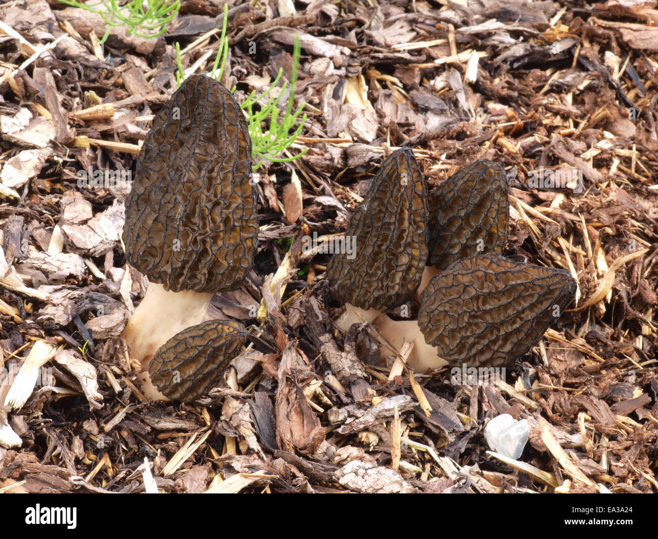 Schwarze Morcheln mit Pinienmulch Stockfoto