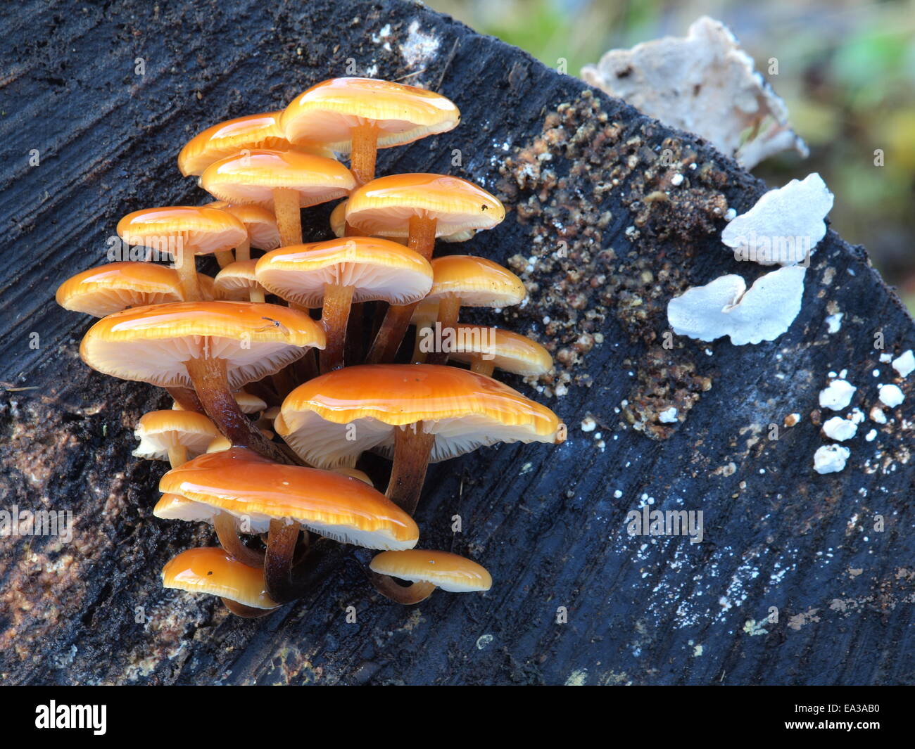 Samt Schaft, Flammulina velutipes Stockfoto