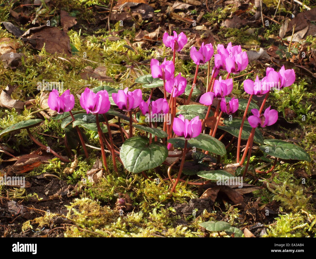 Frühlings-Alpenveilchen, Cyclamen coum Stockfoto