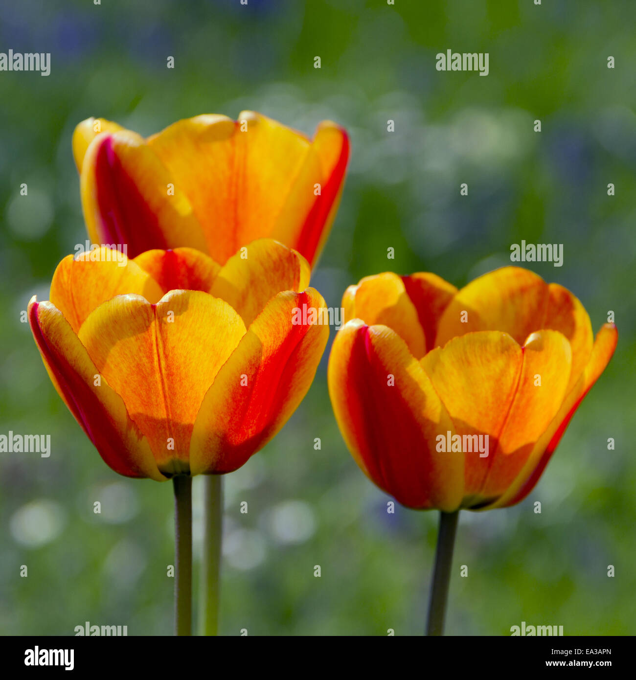 Tulpen Stockfoto