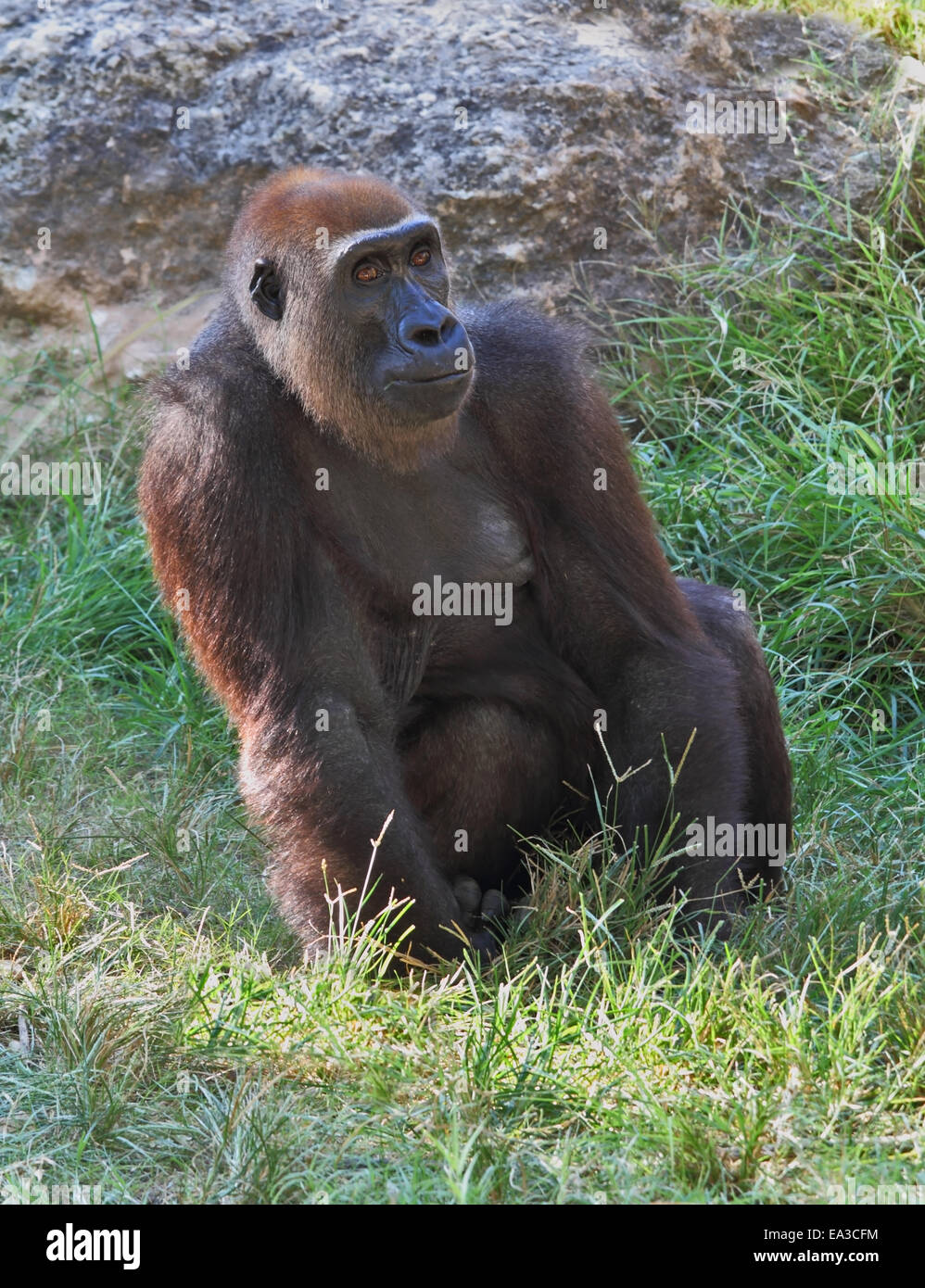 Im Zoo der Stadt Ramat Gan Stockfoto