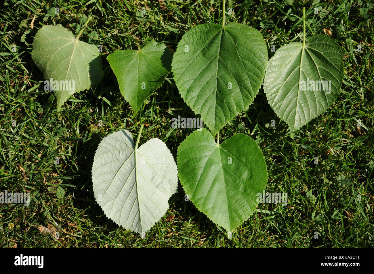 Kalk-Blätter Stockfoto