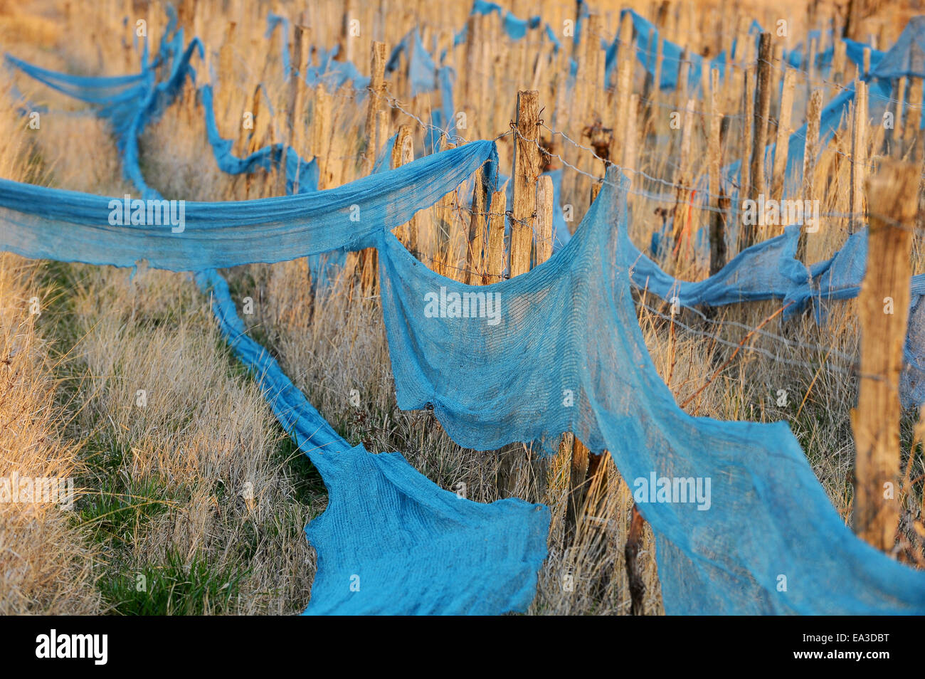 Blaue Netze im Weinberg Stockfoto