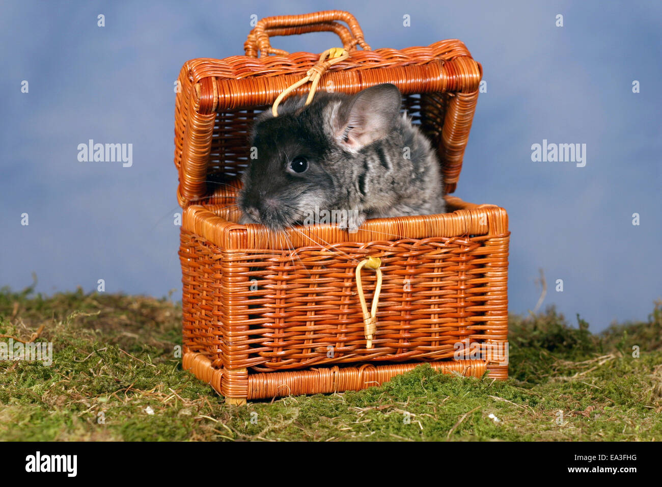 Chinchilla Stockfoto