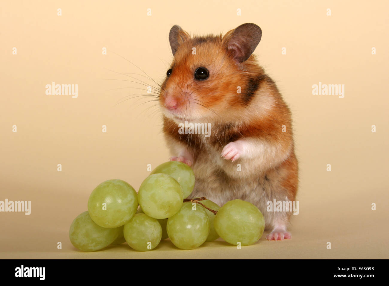 Goldhamster Stockfoto