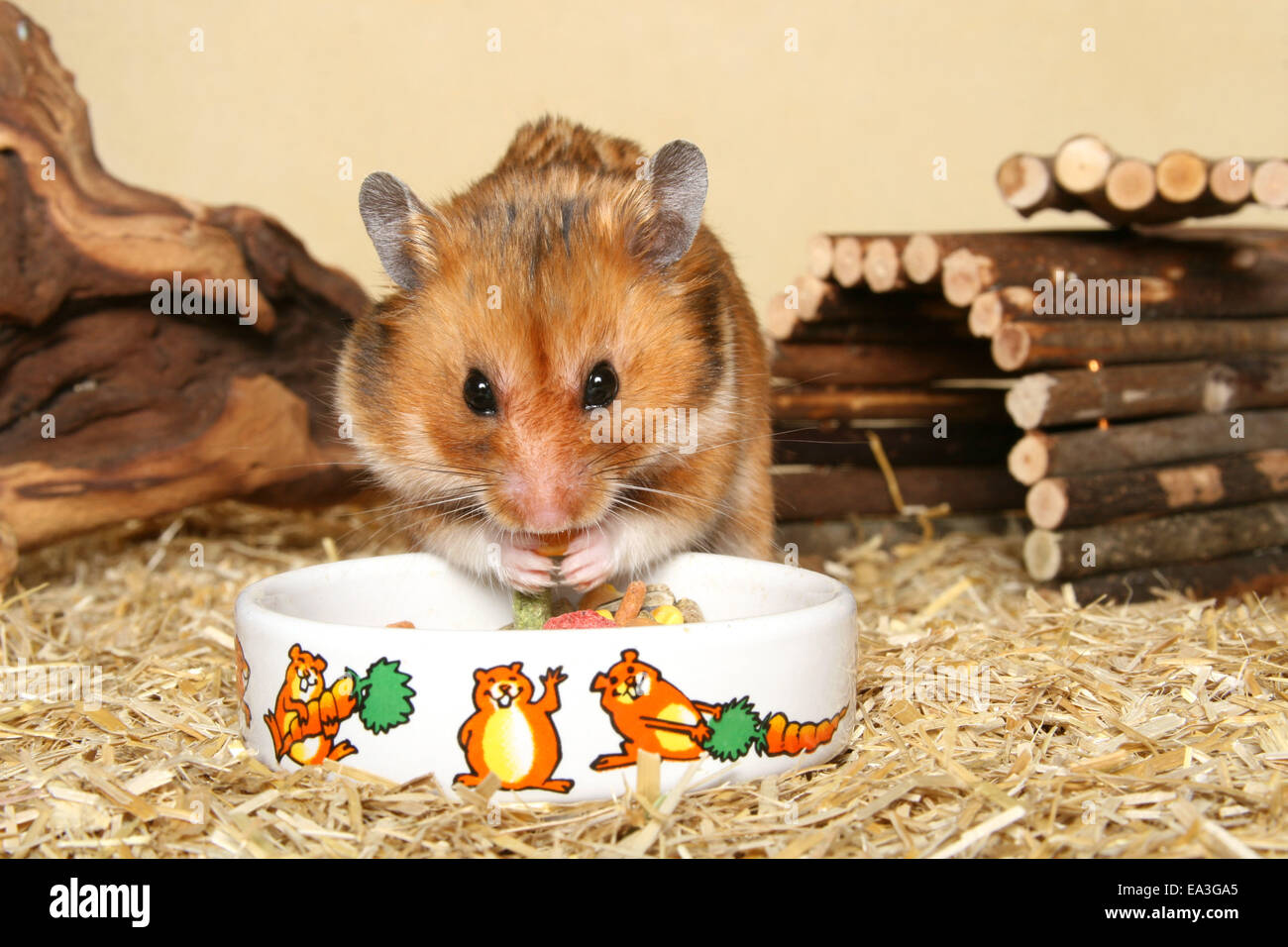 Goldhamster Stockfoto