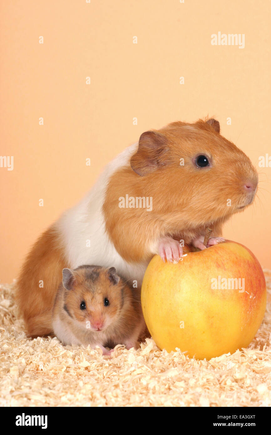 Meerschweinchen und hamster Stockfoto