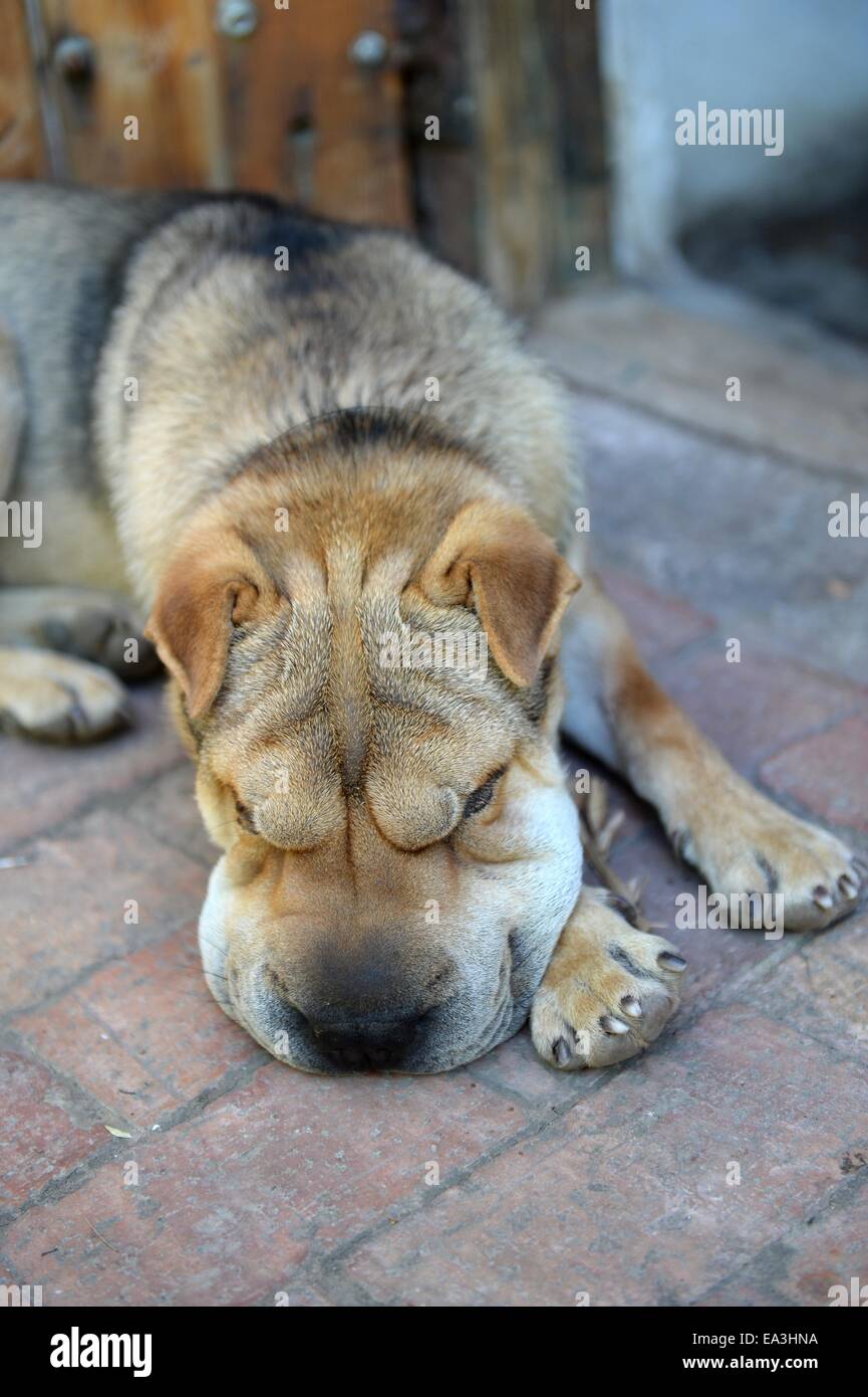 Shar-Pei Stockfoto