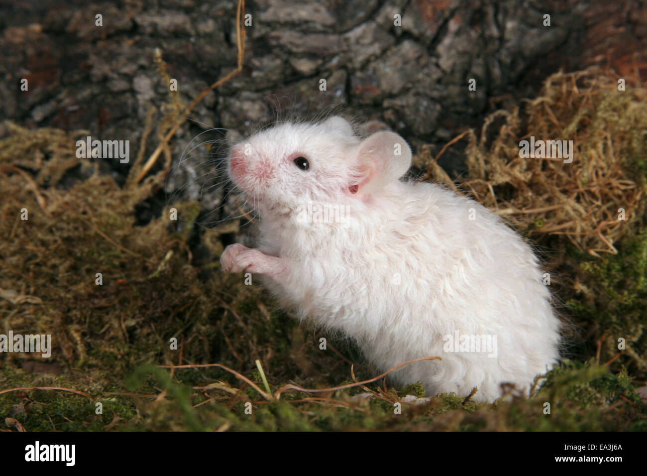 weiße Krause Maus Stockfoto