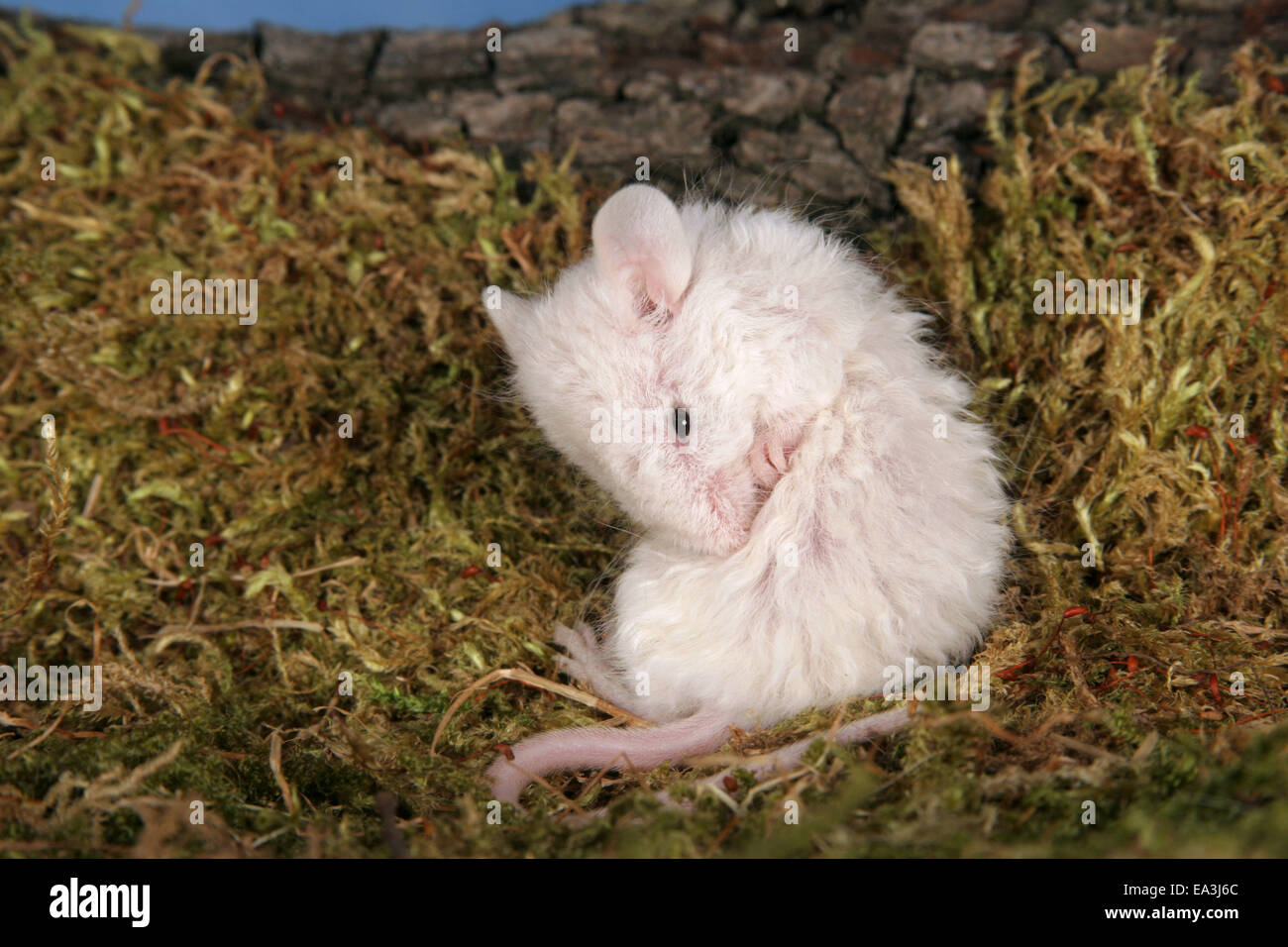 weiße Krause Maus Stockfoto