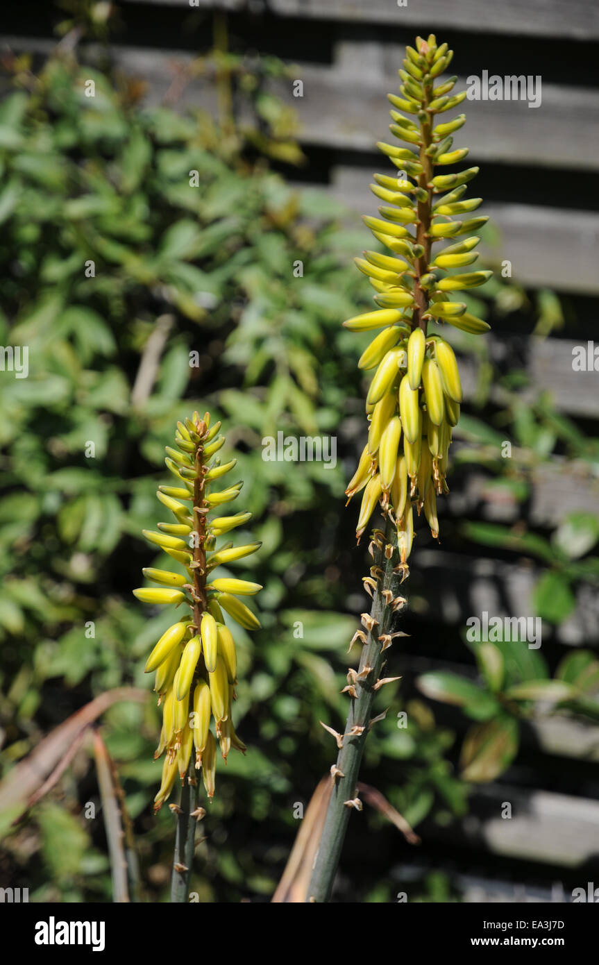 Aloe vera blte -Fotos und -Bildmaterial in hoher Auflsung  Alamy