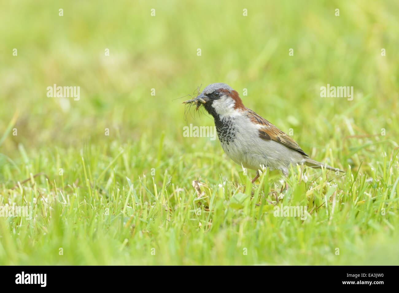 Haussperling Stockfoto