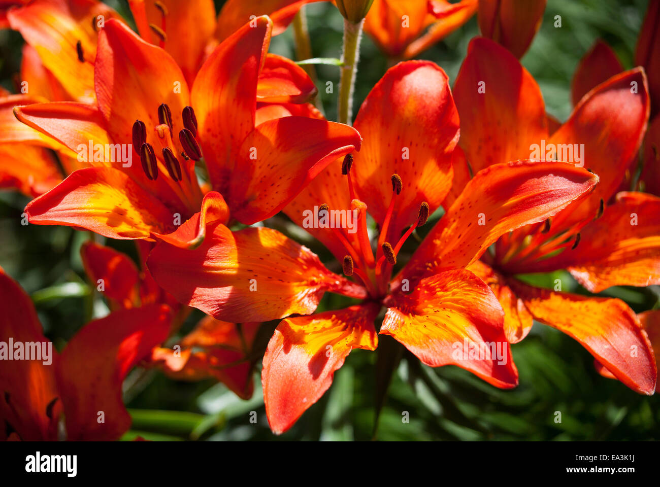 dekorative Blumen. Flora Stockfoto