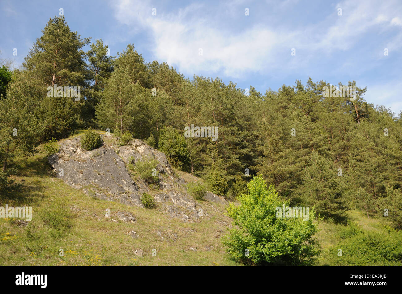Schottische Kiefer Stockfoto