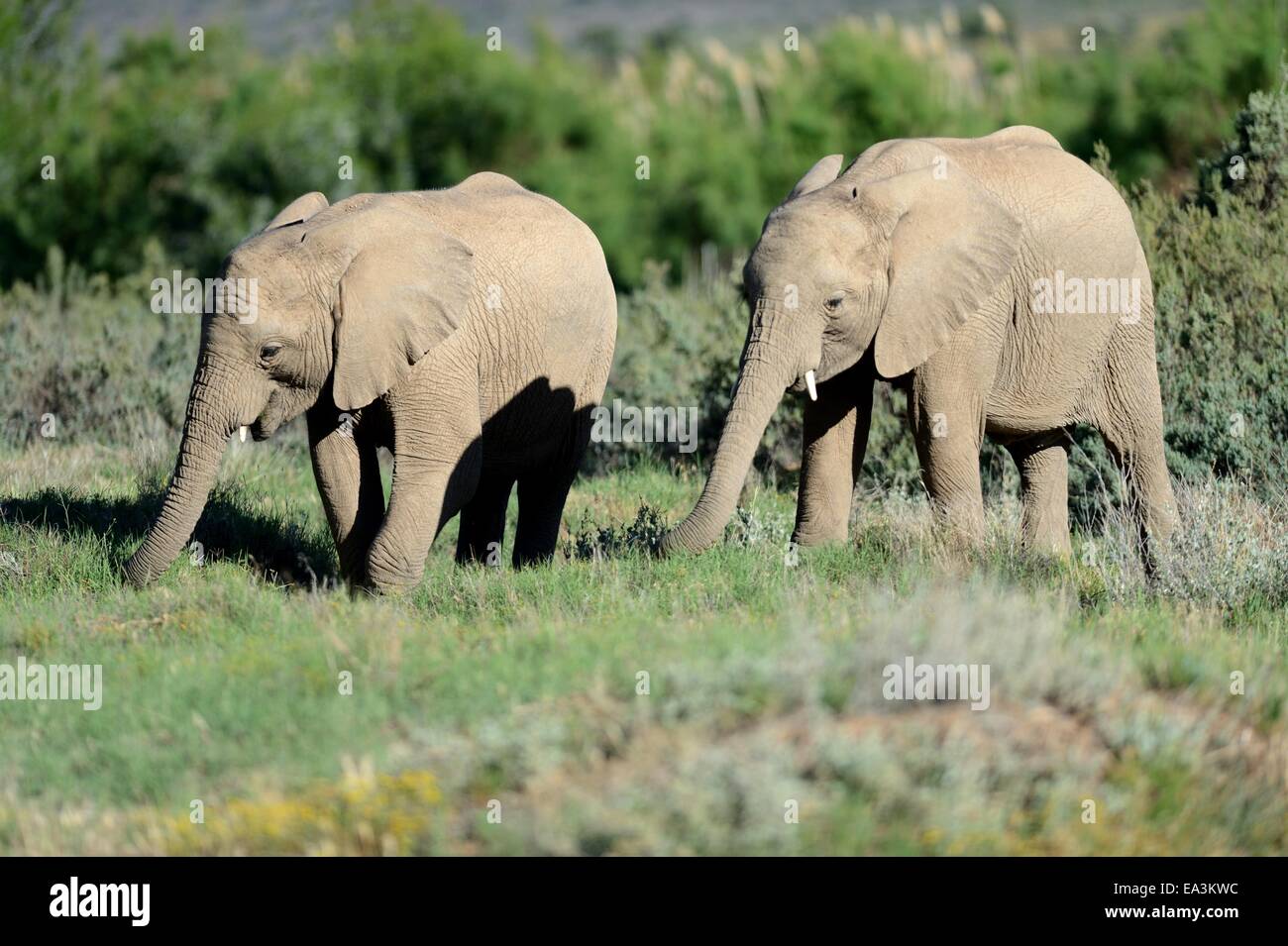 Ein Schuss von einem Elefanten auf der safari Stockfoto