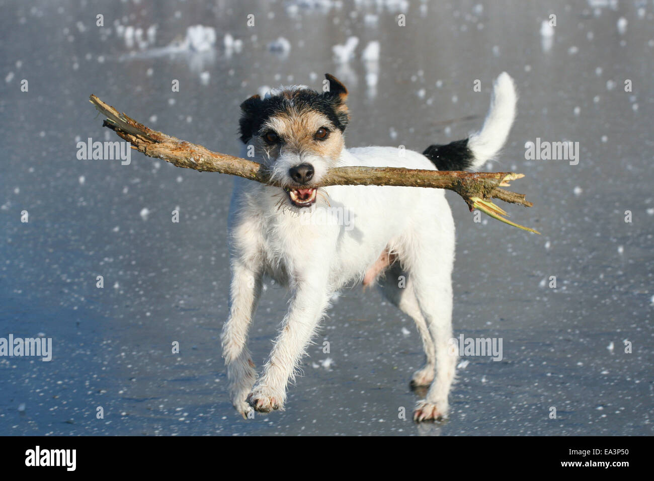 Parson-Russell-Terrier im Winter Stockfoto