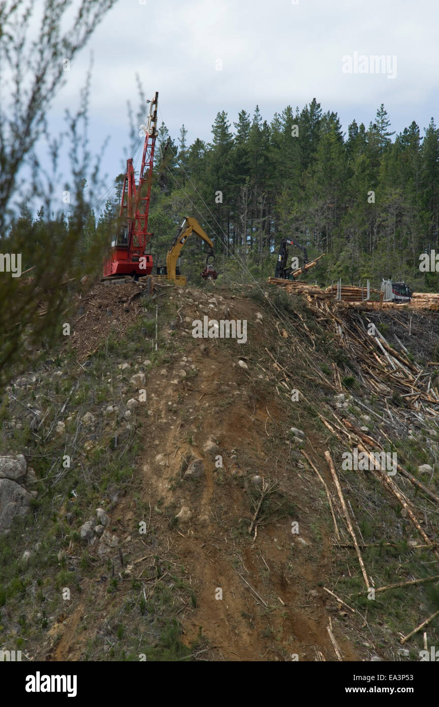 Protokollierung in Neuseeland Stockfoto