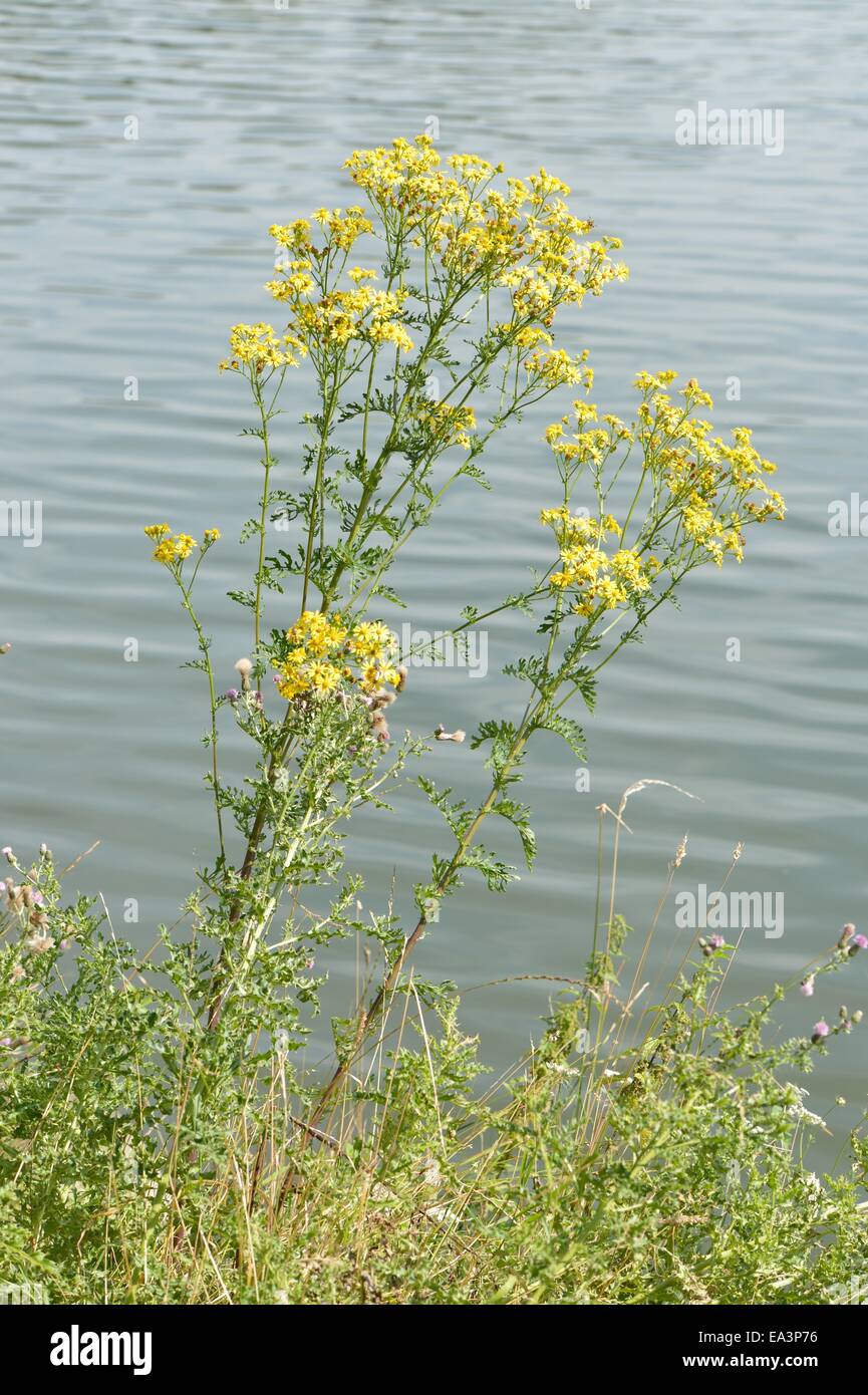 Oxford-Kreuzkraut (Senecio Squalidus) blühen im Sommer Stockfoto