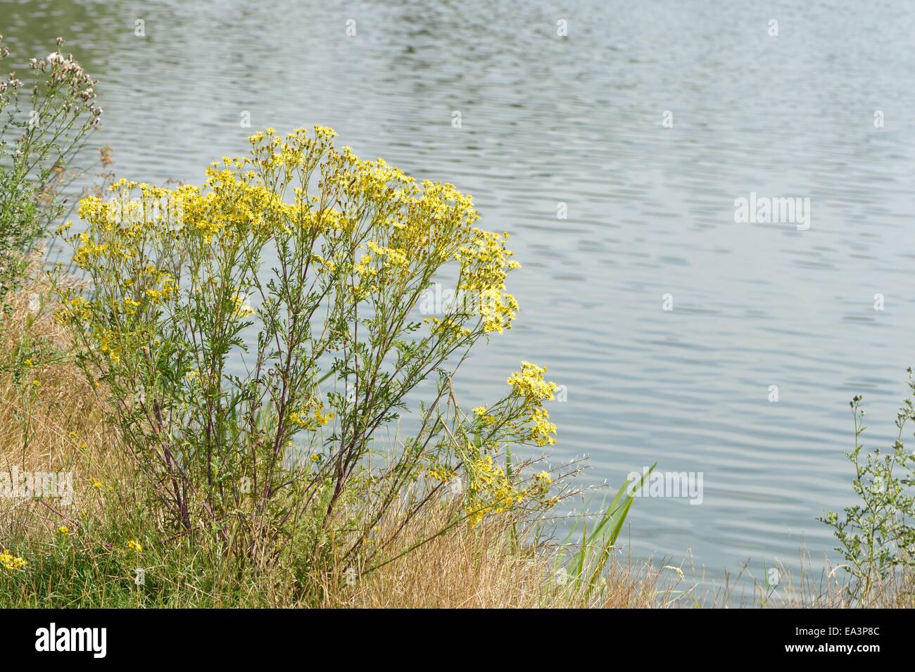 Oxford-Kreuzkraut (Senecio Squalidus) blühen im Sommer Stockfoto