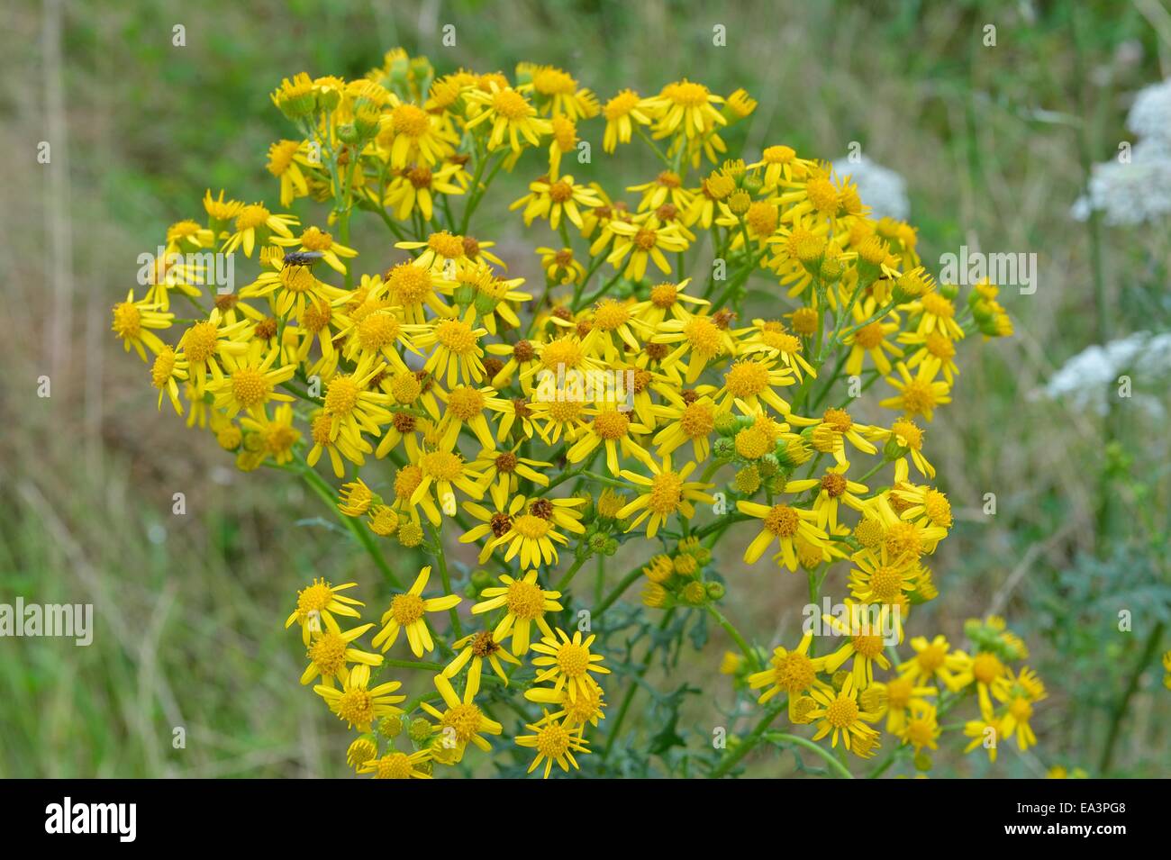 Oxford-Kreuzkraut (Senecio Squalidus) blühen im Sommer Stockfoto