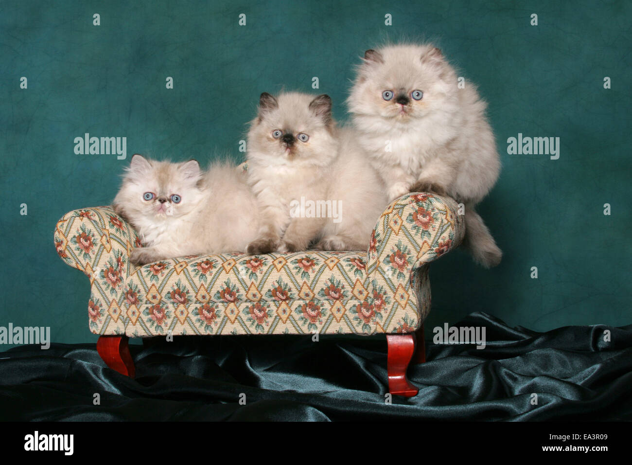 Perser Kätzchen auf sofa Stockfoto