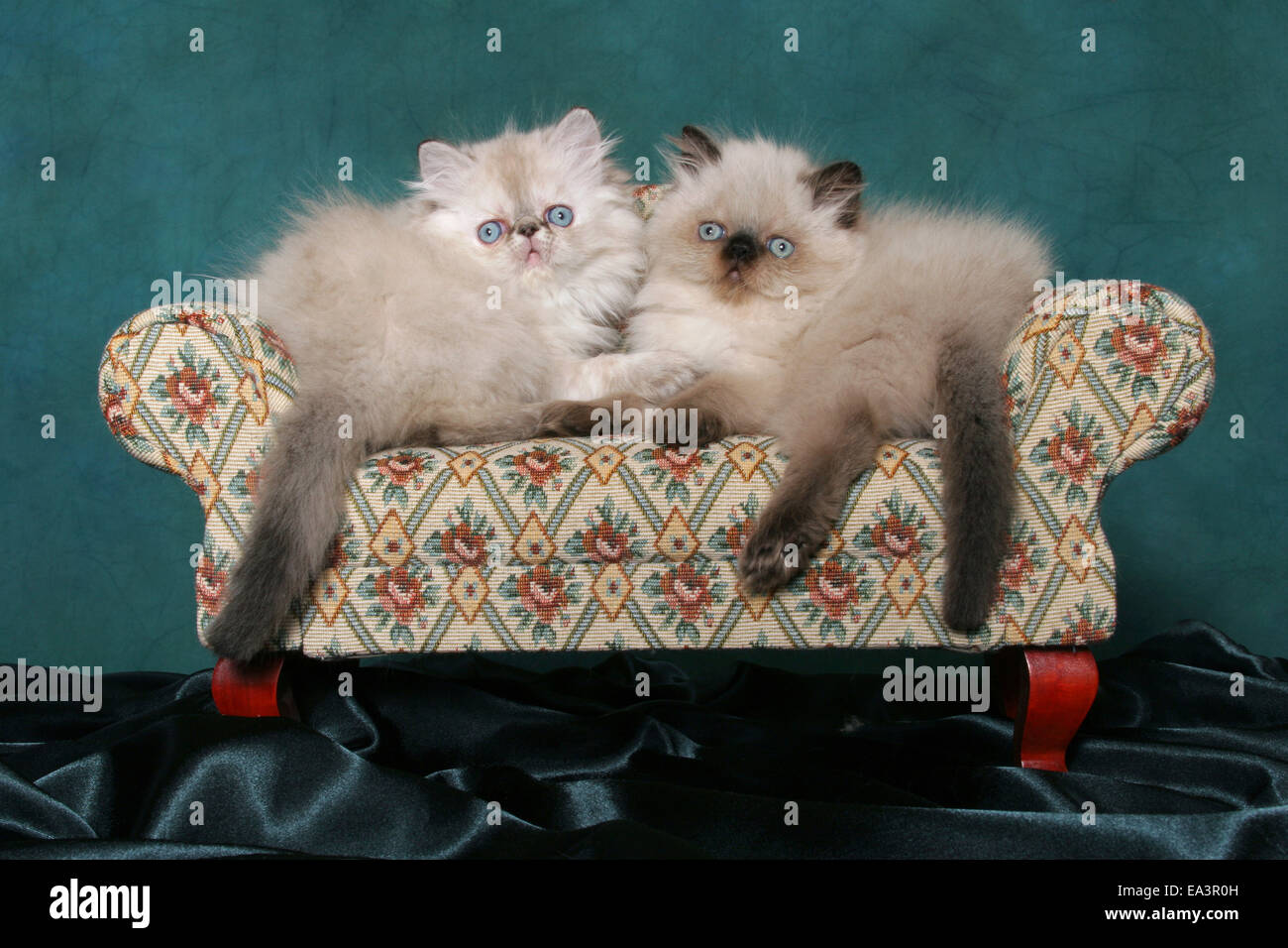 Perser Kätzchen auf sofa Stockfoto