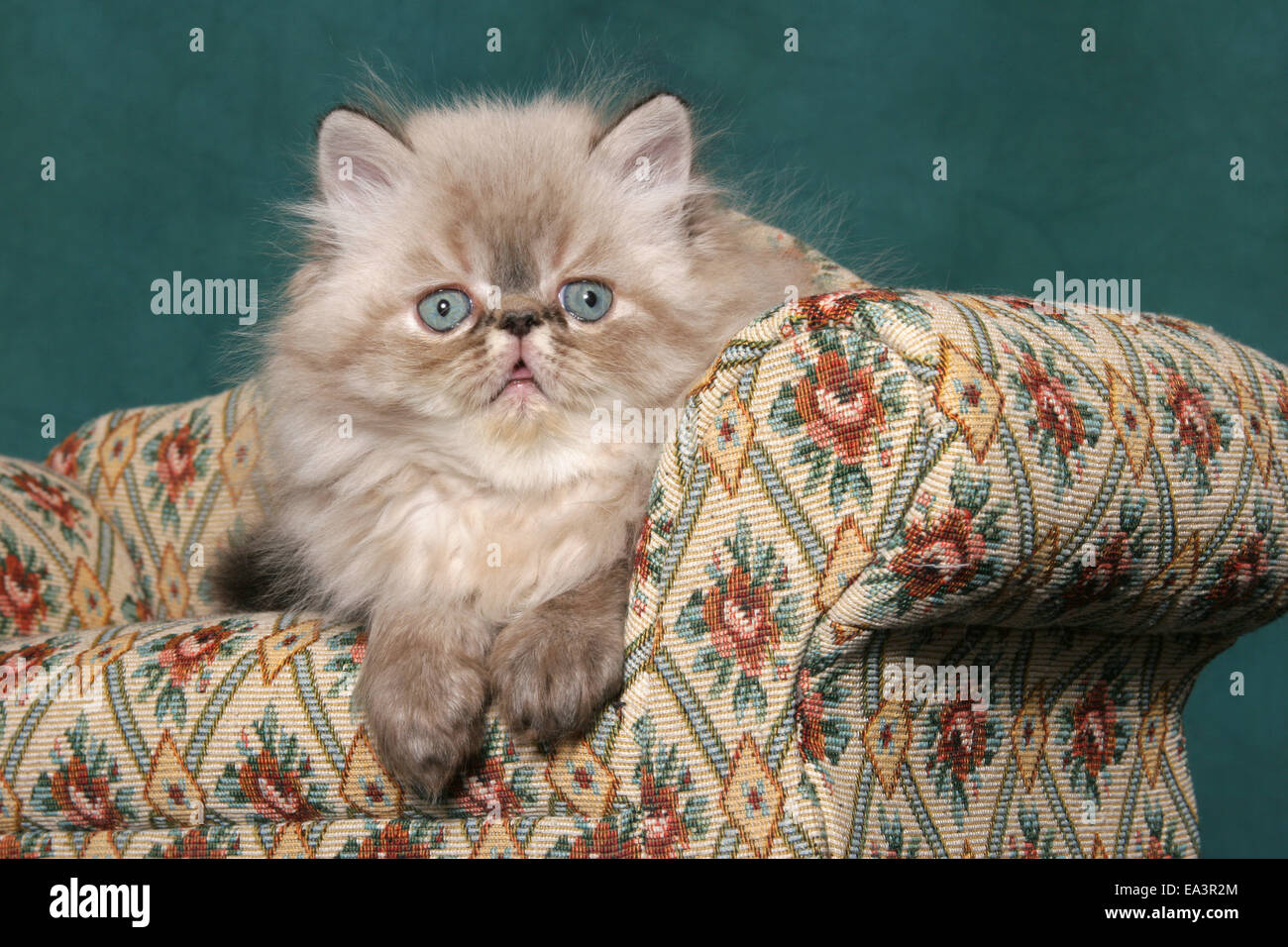 Perser Kätzchen auf sofa Stockfoto