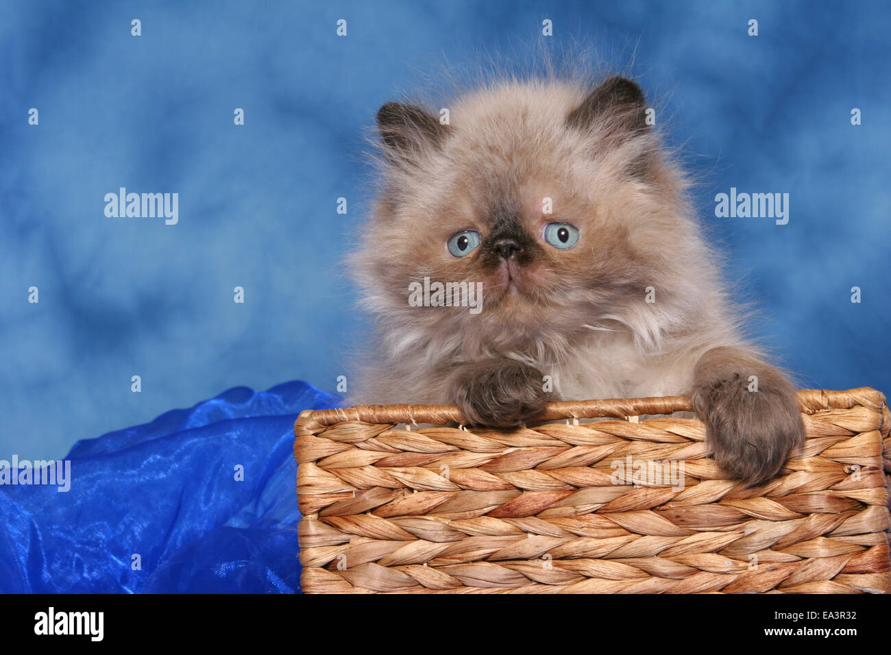 Perser Kätzchen im Korb Stockfoto