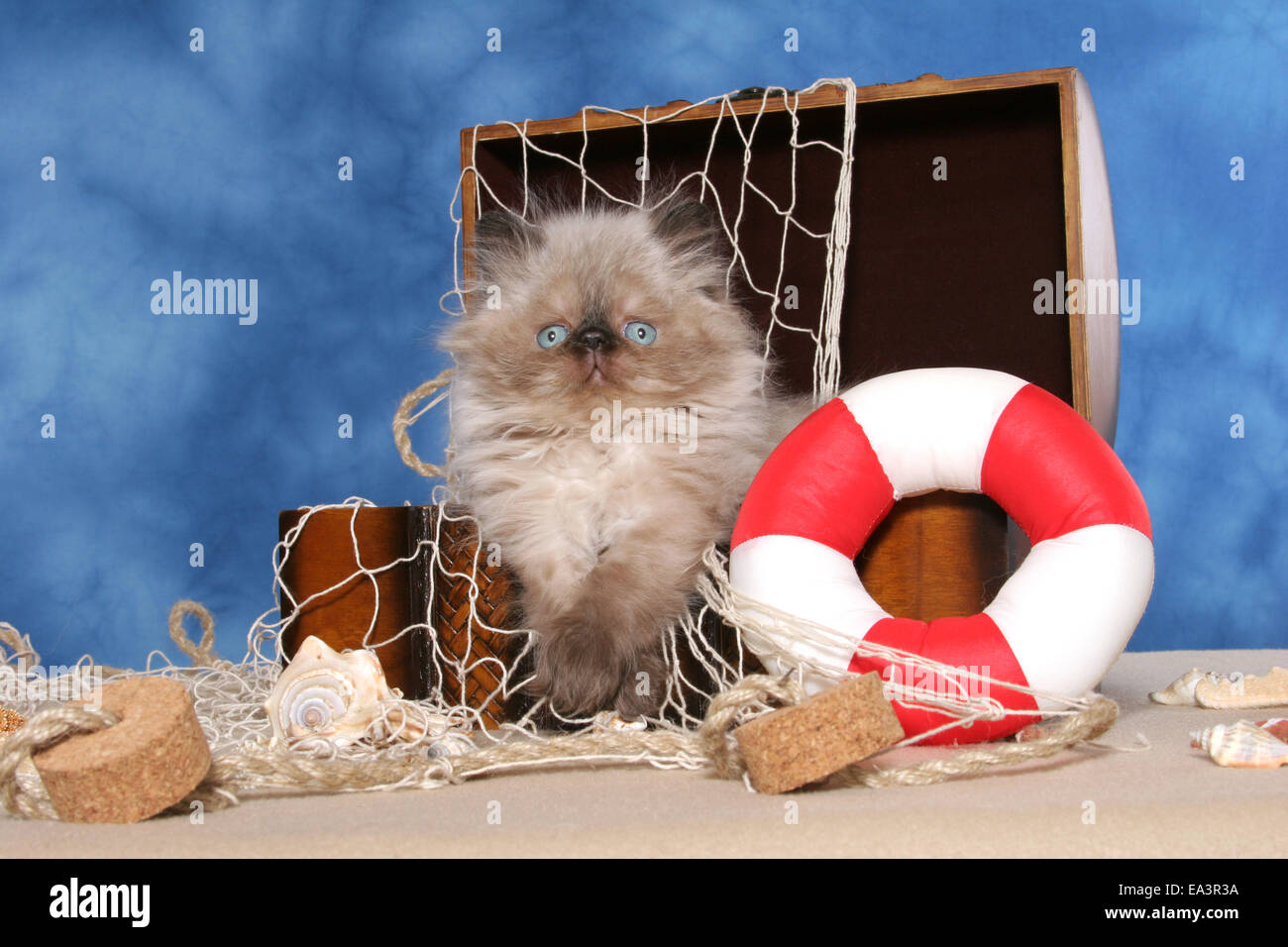 Perser Kätzchen Stockfoto