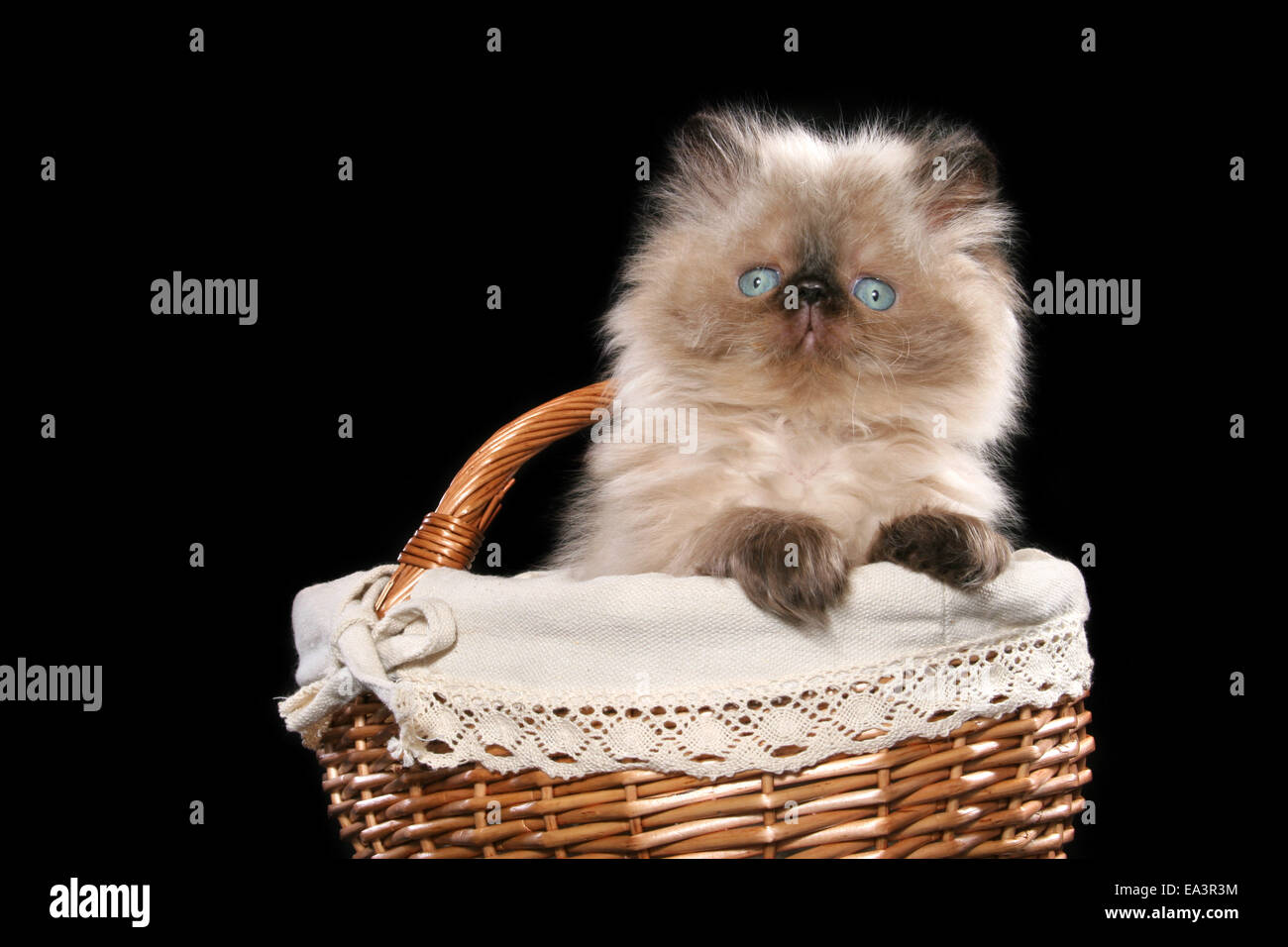 Perser Kätzchen im Korb Stockfoto