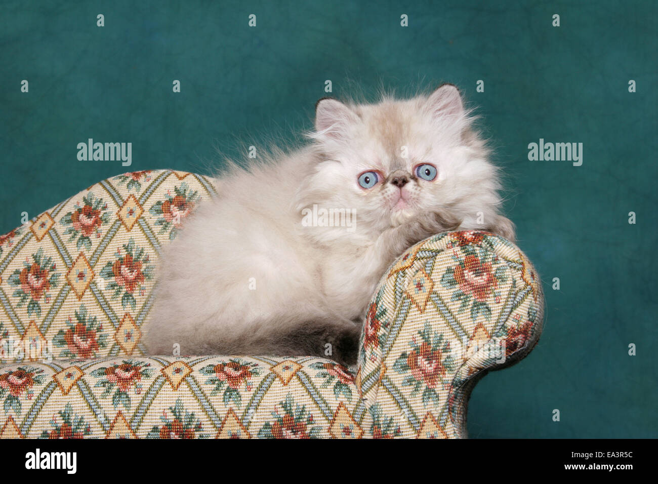 Perser Kätzchen auf sofa Stockfoto