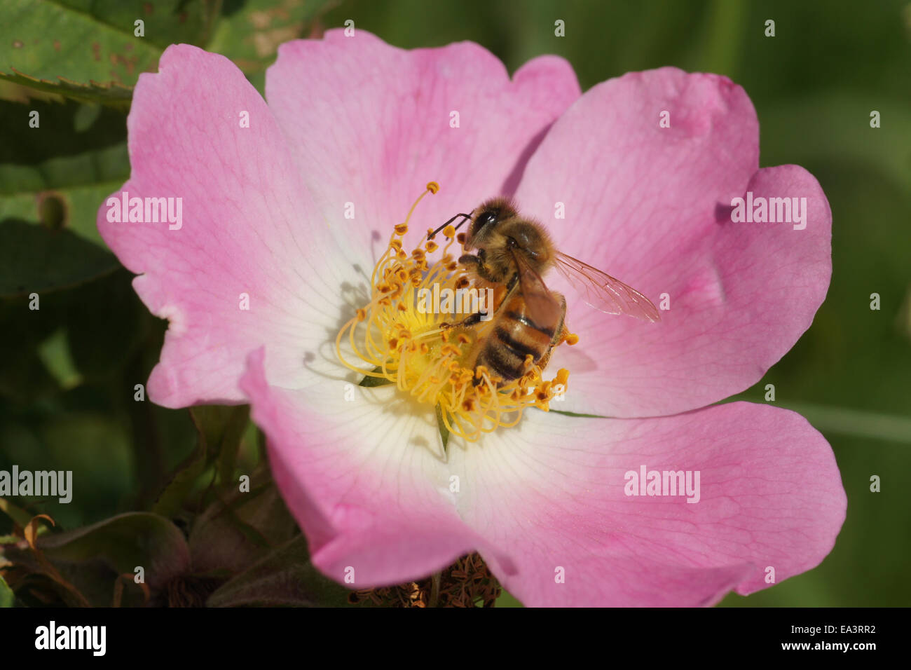 Dog Rose Stockfoto